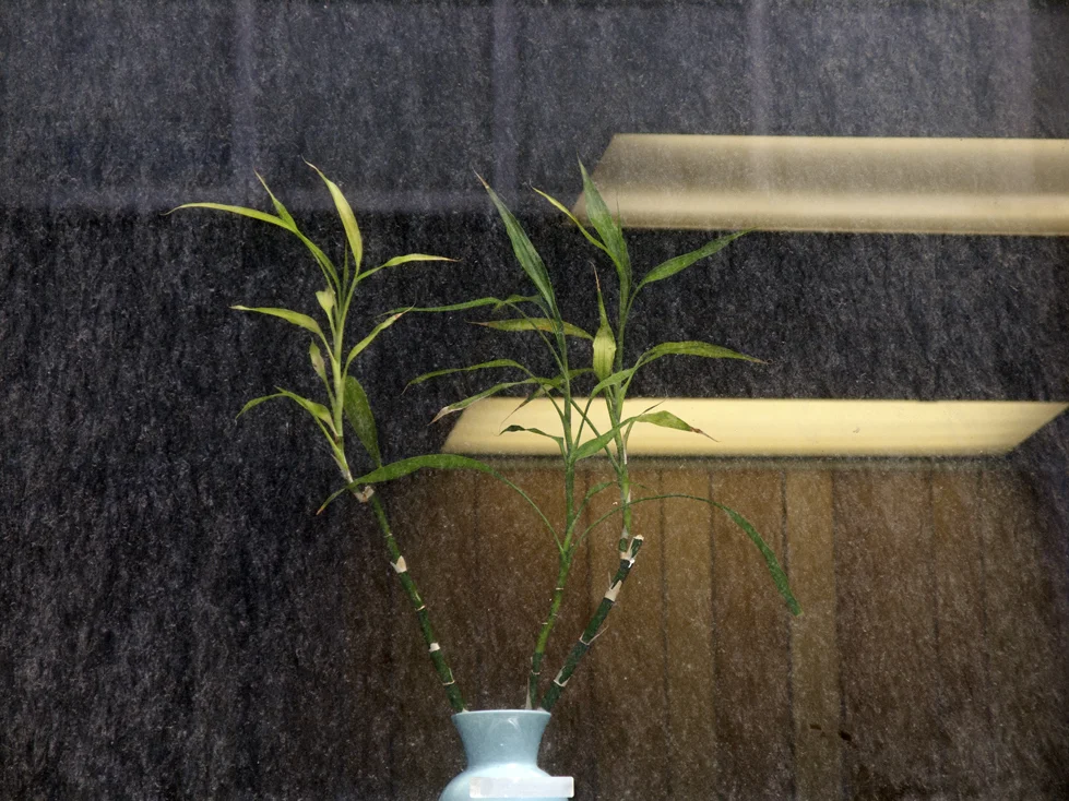 window_plant.jpg