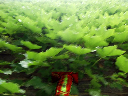 imagen_21_f72.jpg