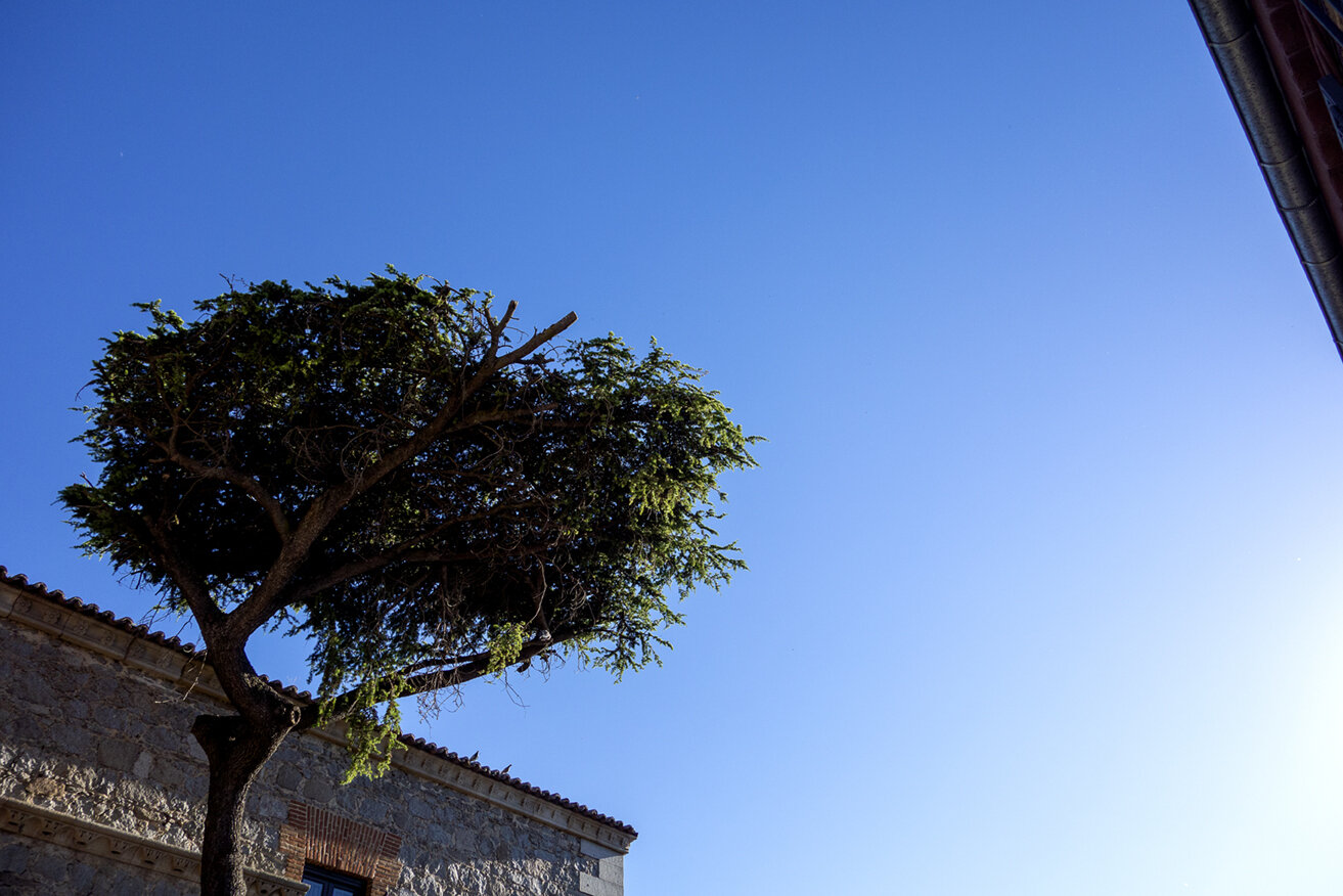 arbol_brocoli72.jpg