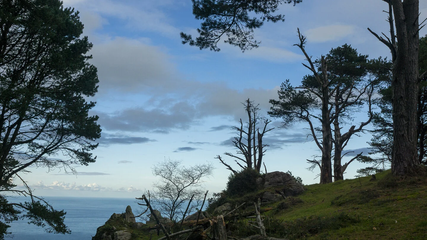 arboles_mar72.jpg