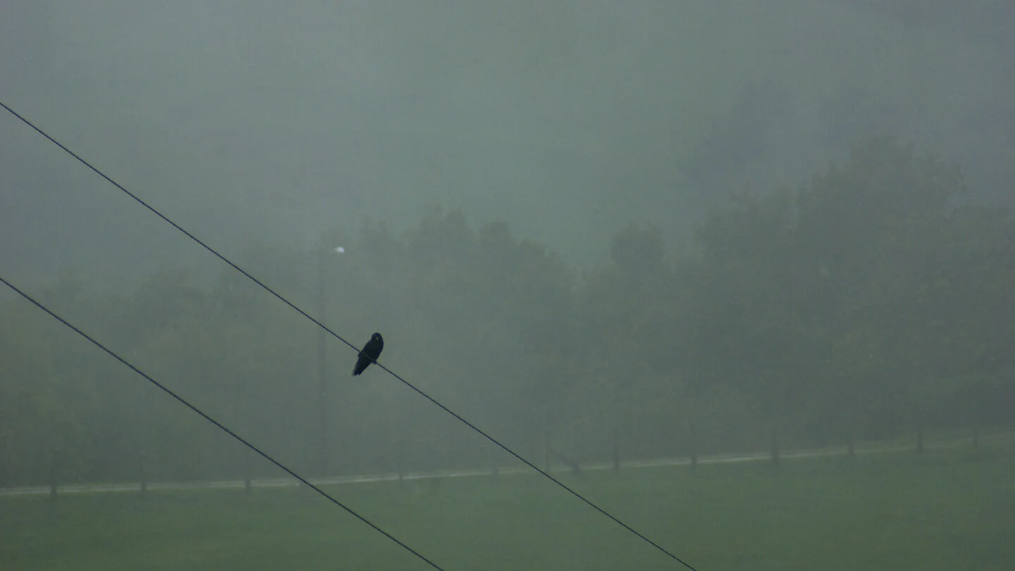 blackbird72.jpg