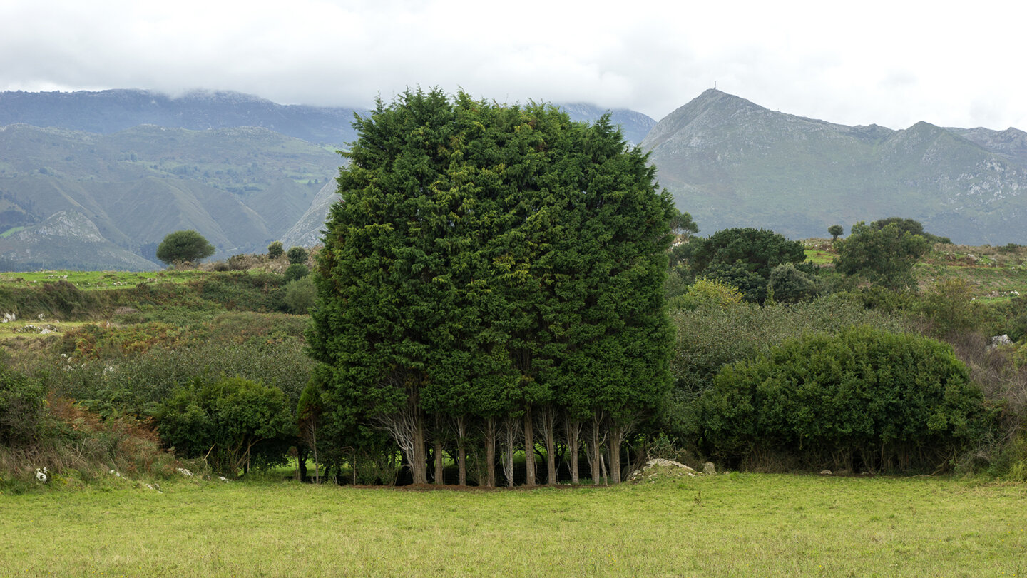 arboles_juntos72.jpg
