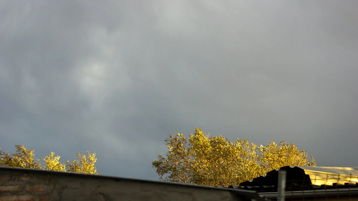 arbol_amarillo72.jpg
