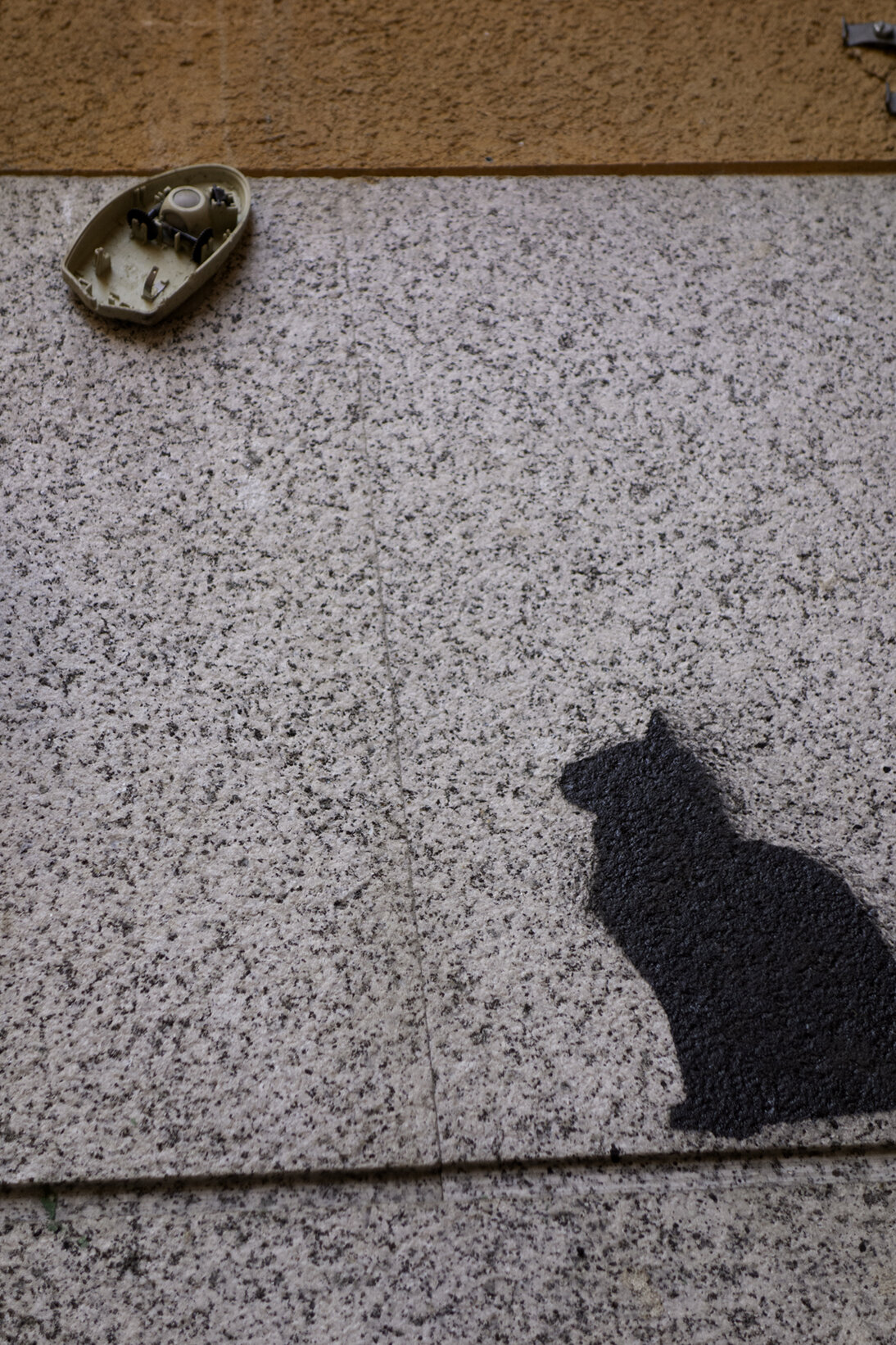 blk_cat72.jpg