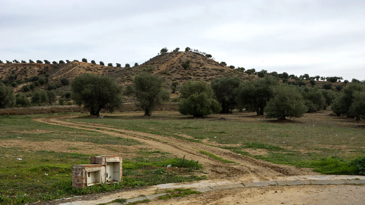 camino_olivos72.jpg