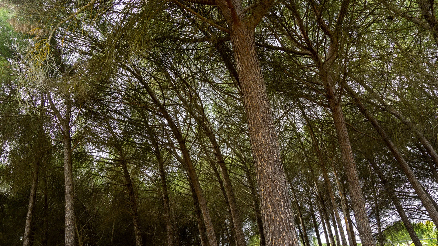 bosque72.jpg