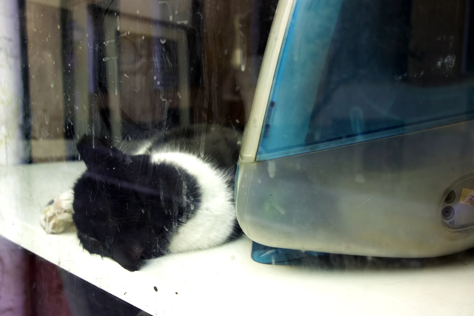 cat_computer72.jpg
