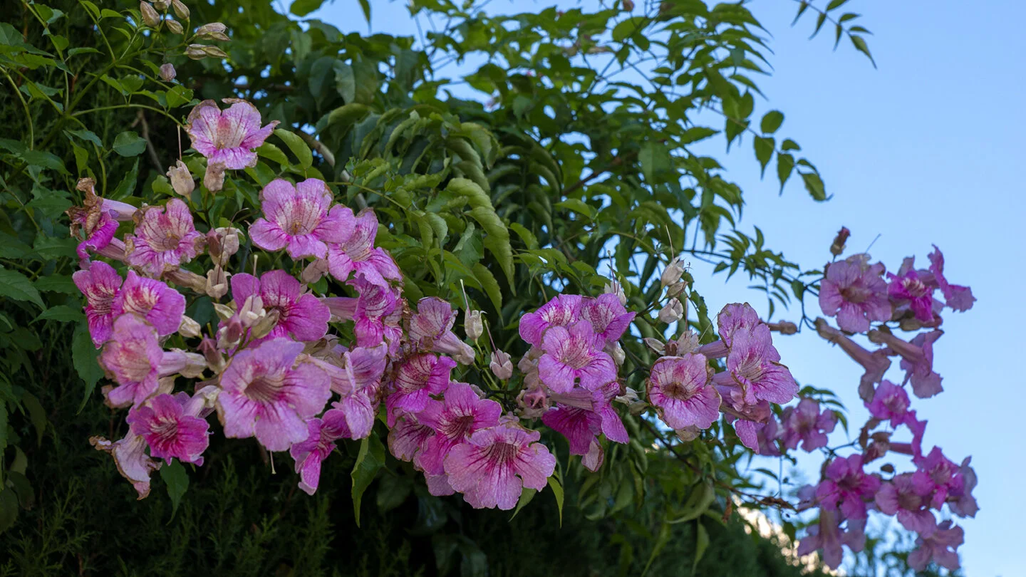 flores_rosas72.jpg