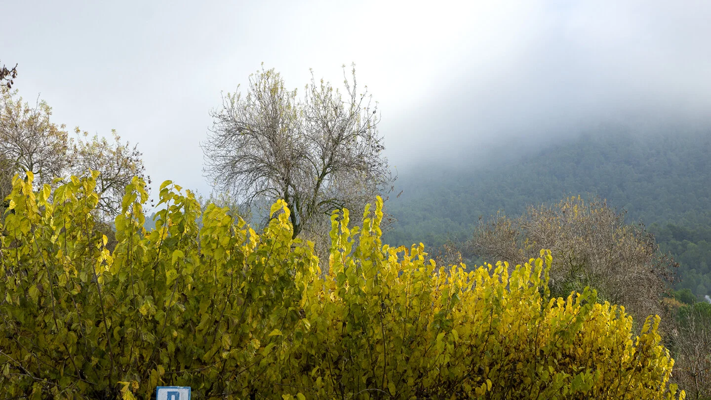 luz_neblina72.jpg
