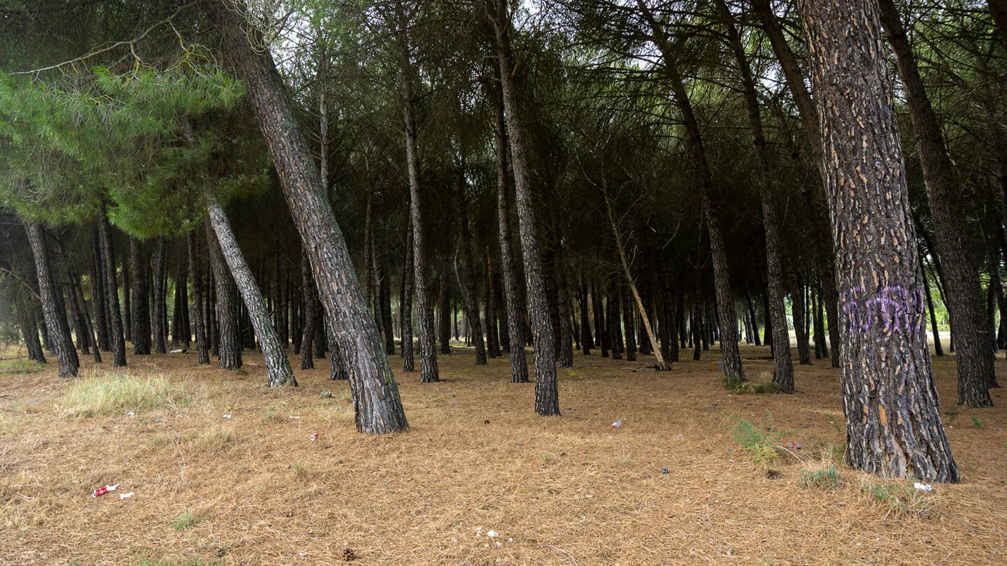 forest72.jpg