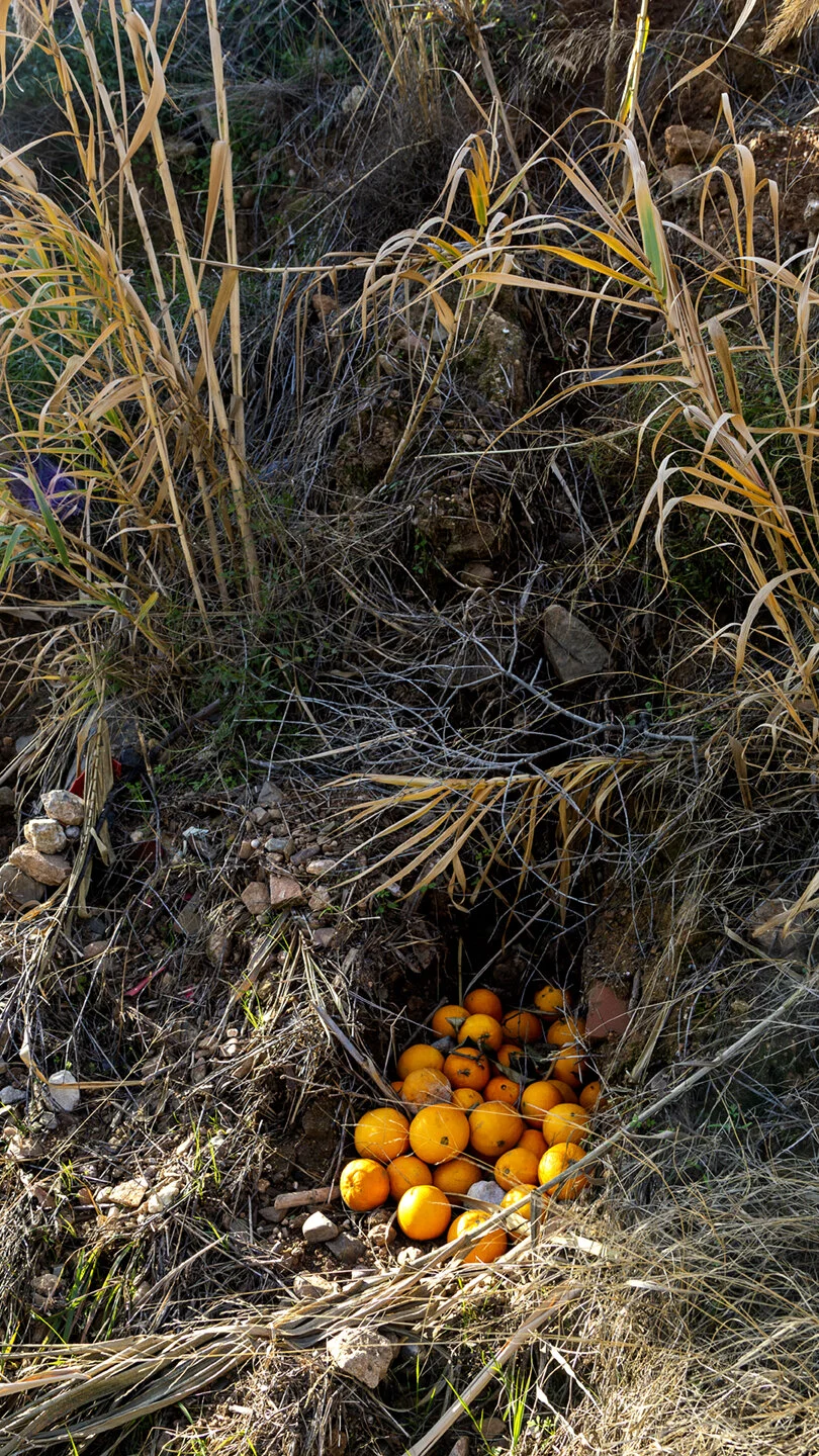 naranjas72.jpg