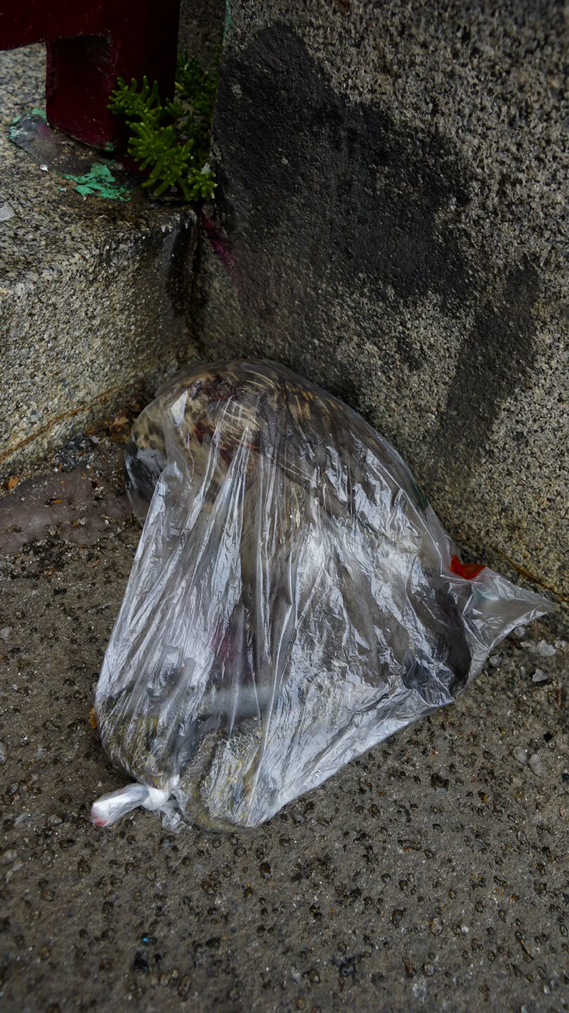 pajaro_muertoPlastico72.jpg