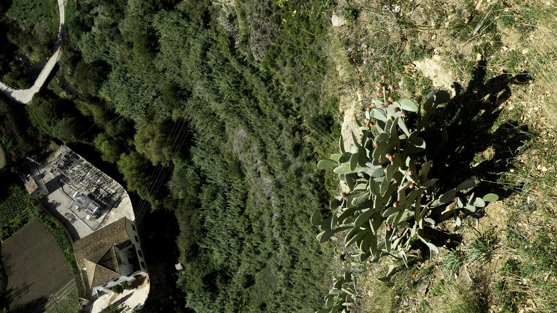 nopal_electrico72.jpg
