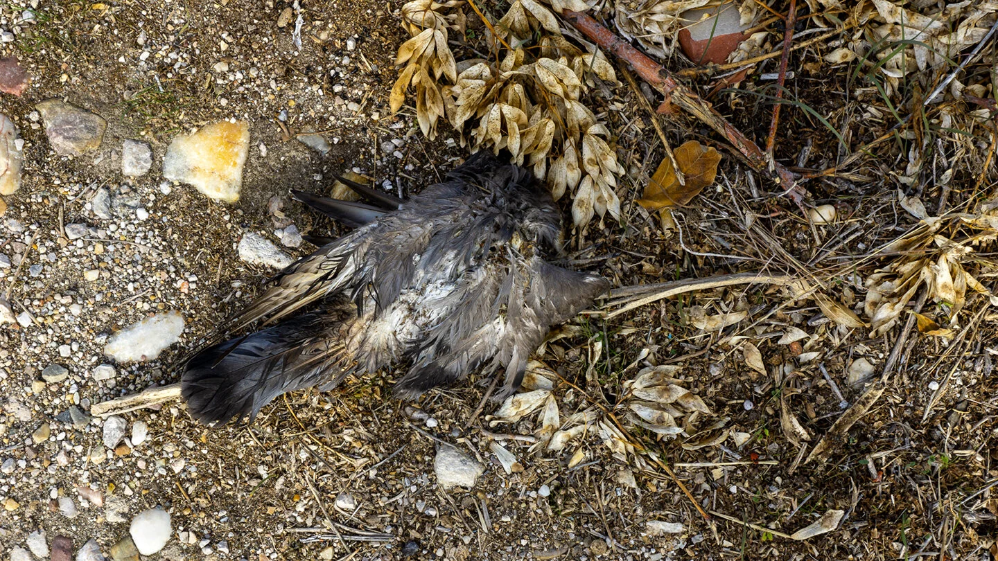 pajarito_penafiel72.jpg