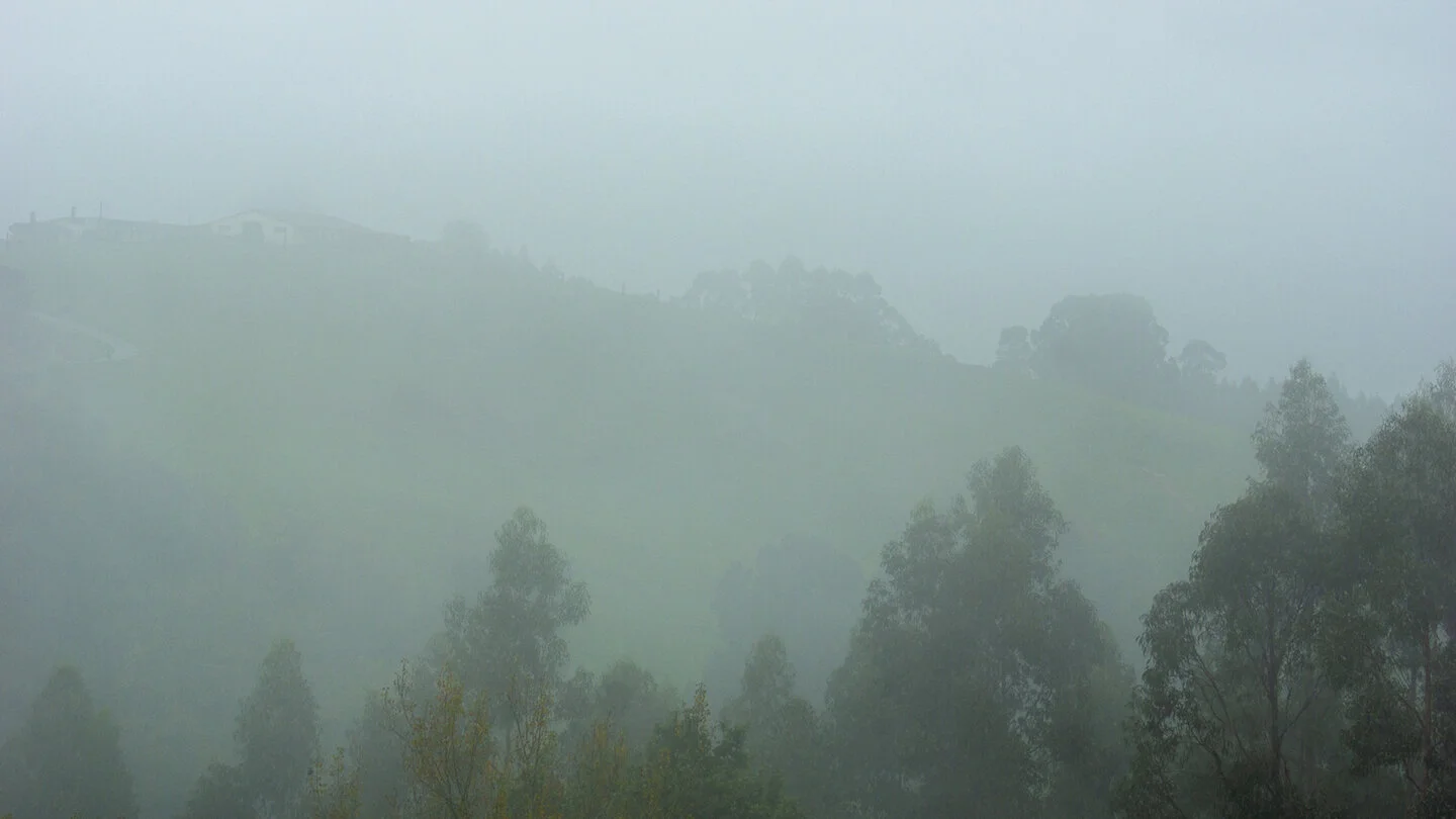neblina_arboles72.jpg