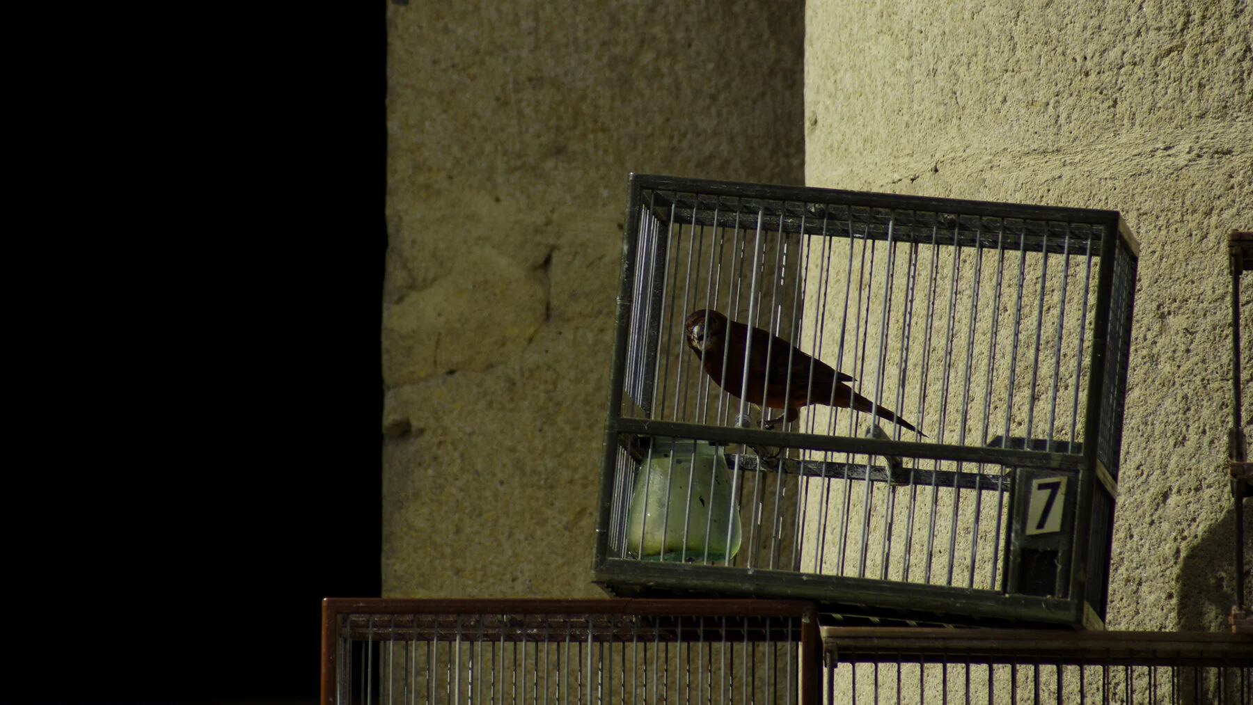 pajaro_bilbao72.jpg