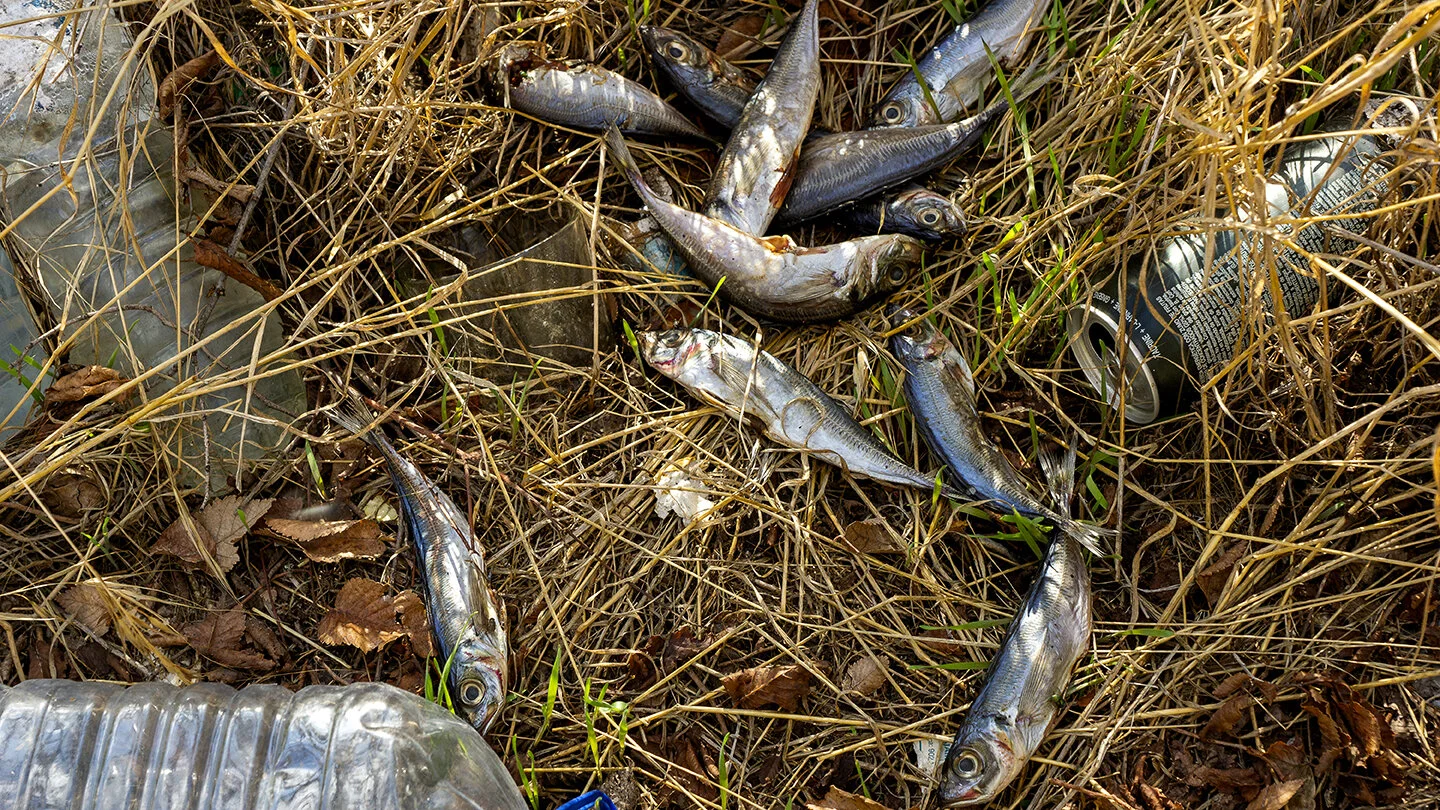 sardinas72.jpg