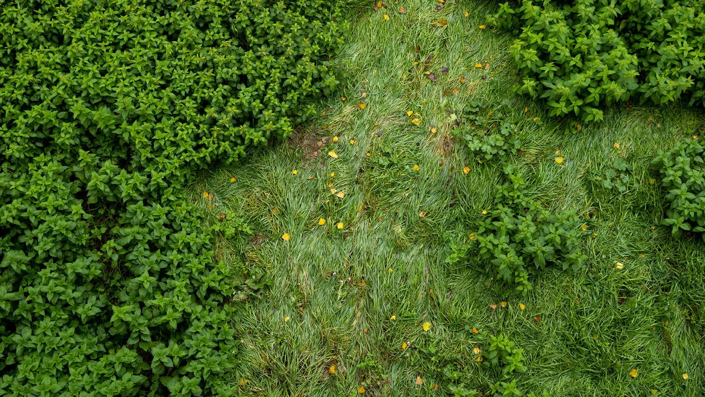 verde72.jpg