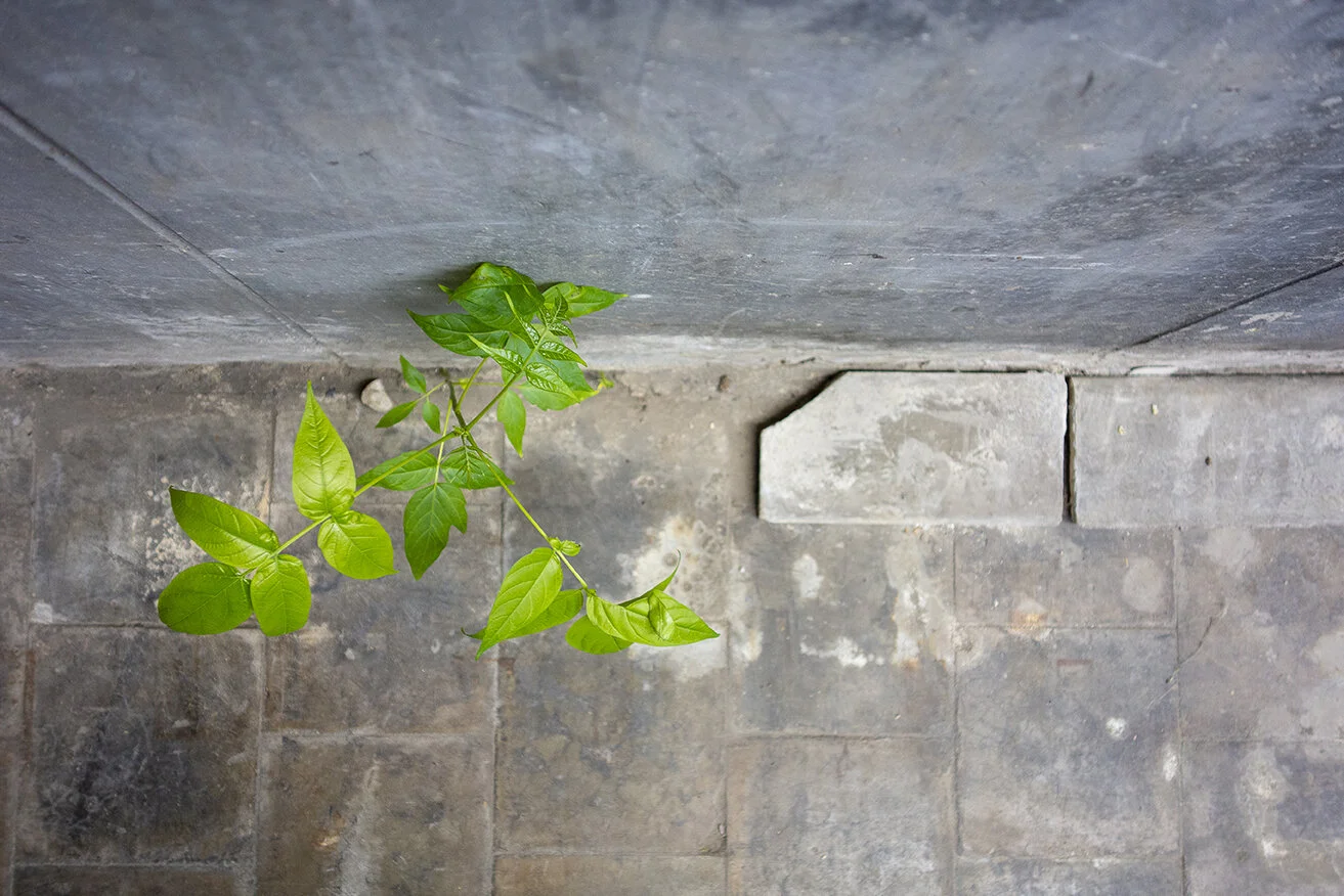 planta_de_arriba1708_72.jpg