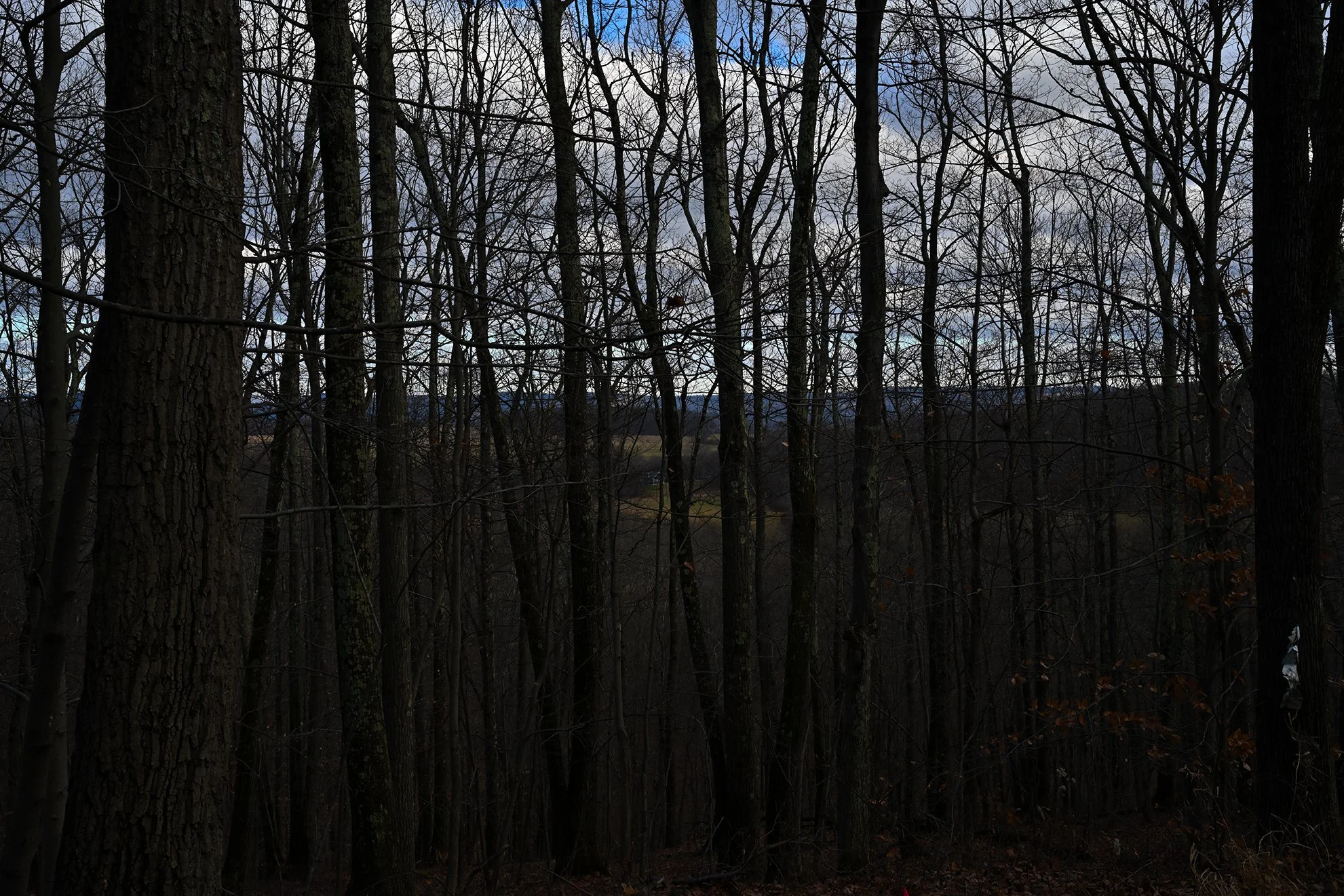 forest_1houseF72.jpg