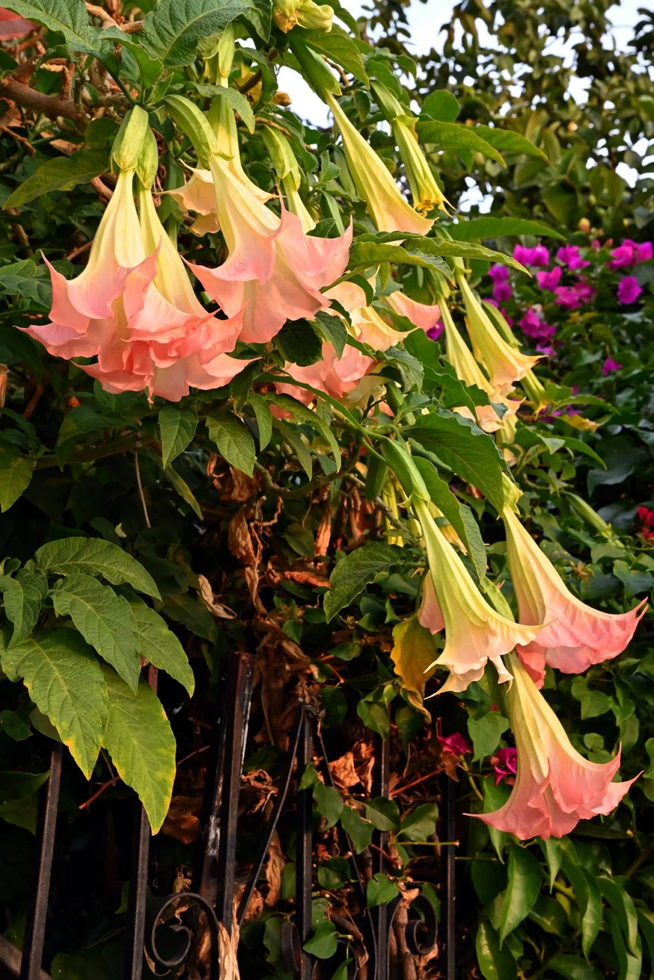 flowers_1255F72.jpg