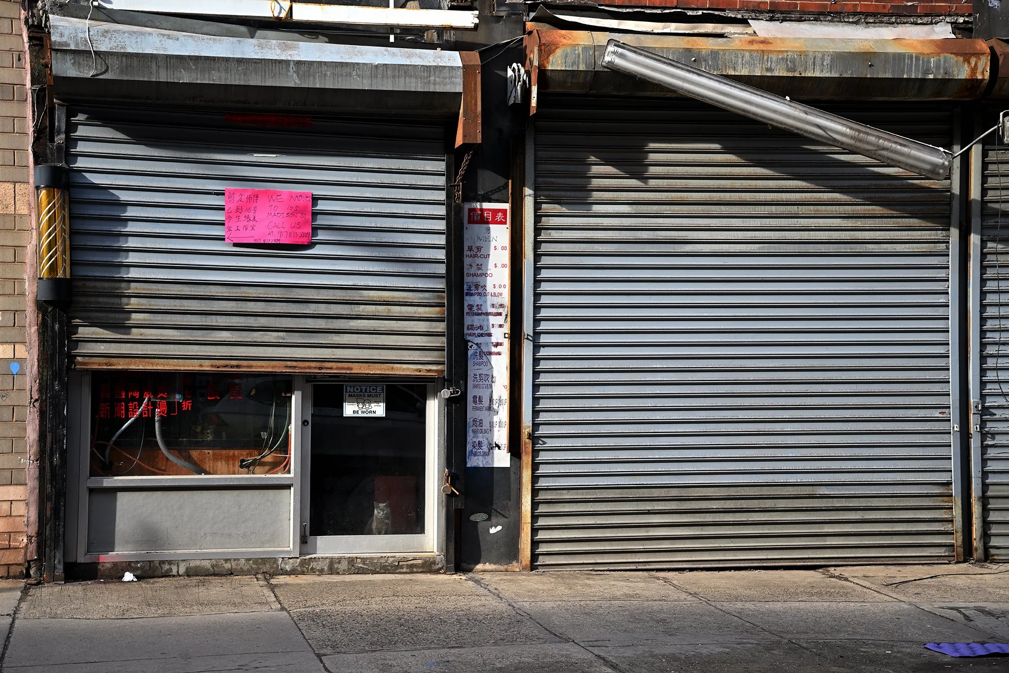 cat_chinatownF72.jpg
