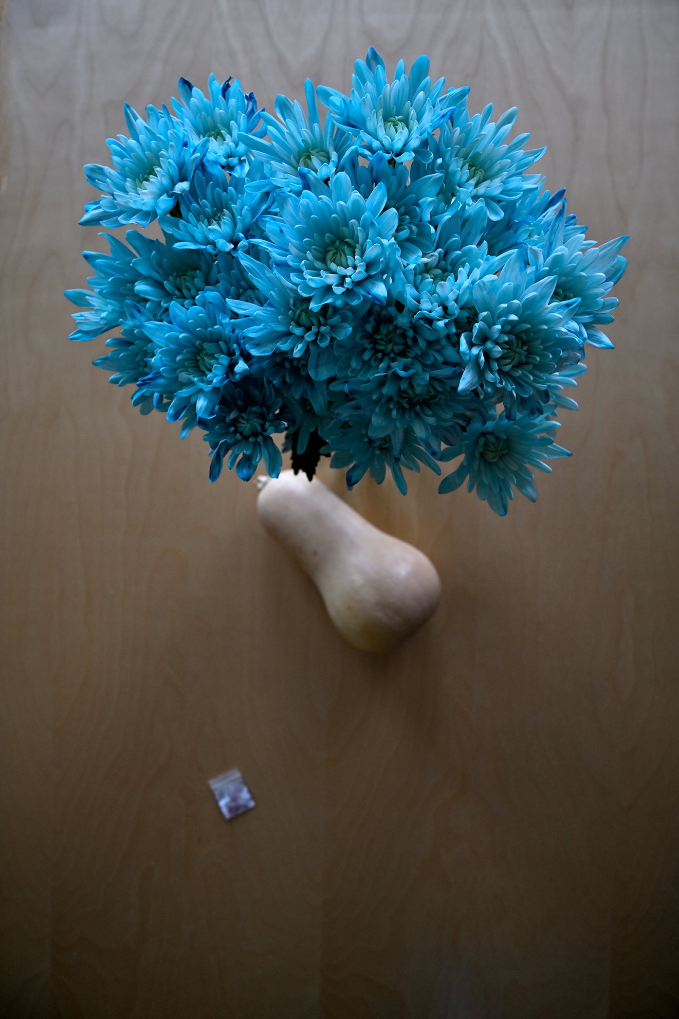 blue_flowers_pumpkin_coca_1F72.jpg