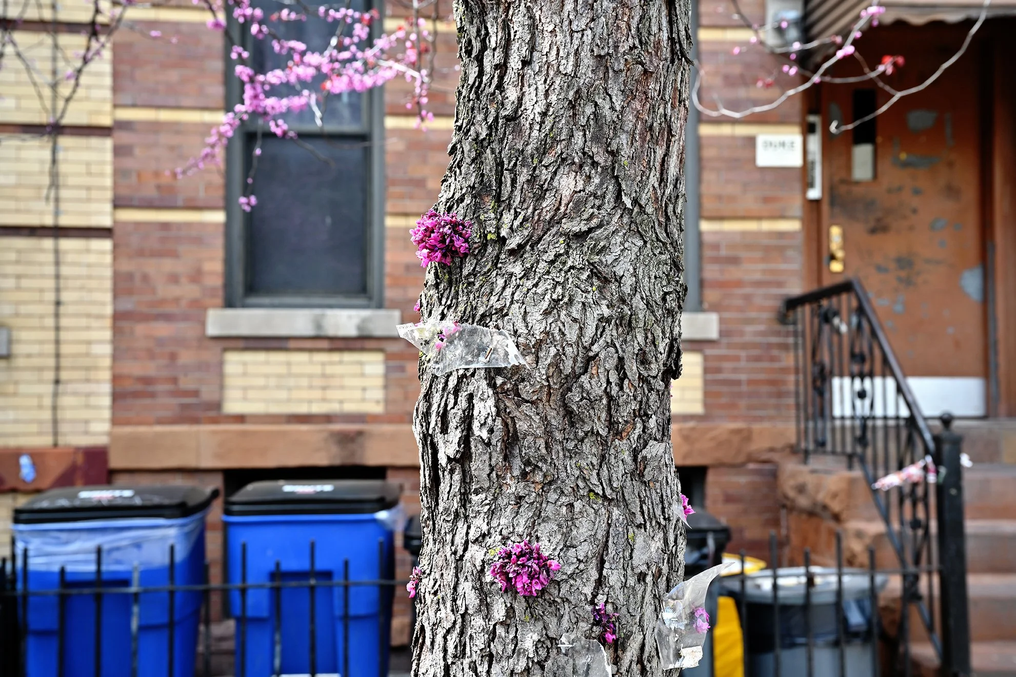 flowers_on_thrunk_1F72.jpg
