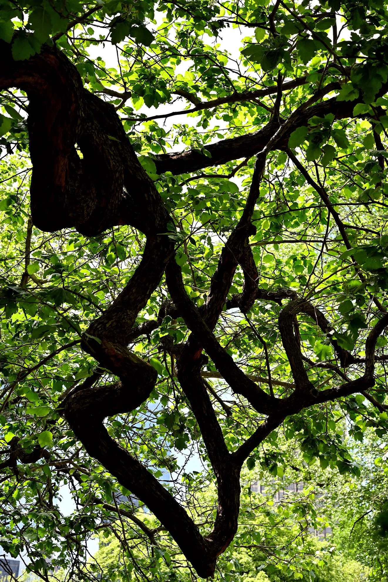 crazy_branch_contrast_1F72.jpg
