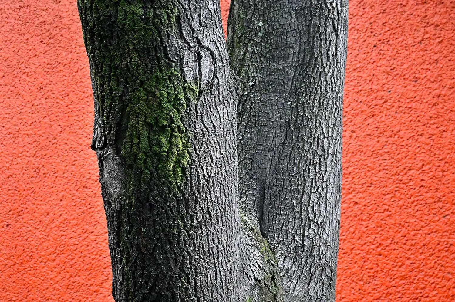 domingoyn72_5.jpg