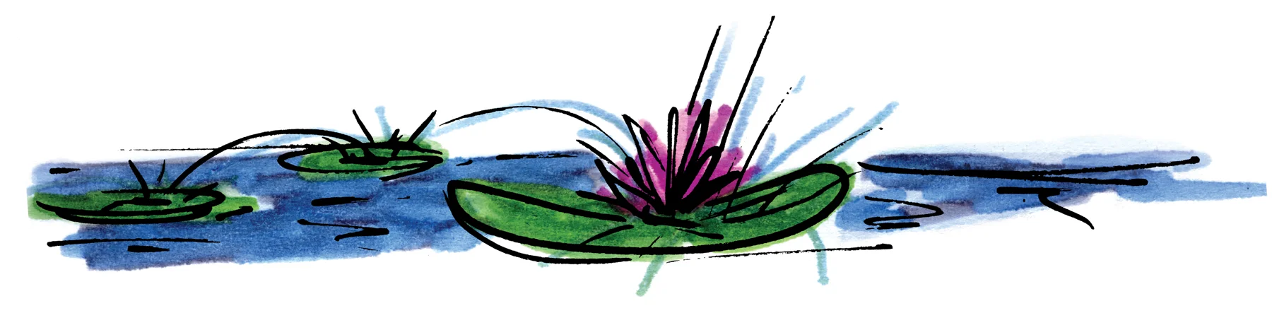 lilypad.water.jpg
