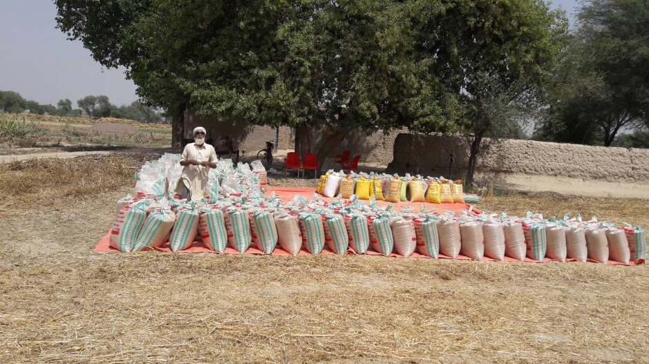 Bagging the wheat grain for our foundation study RCT