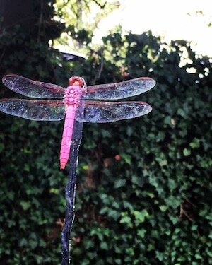 dragonfly