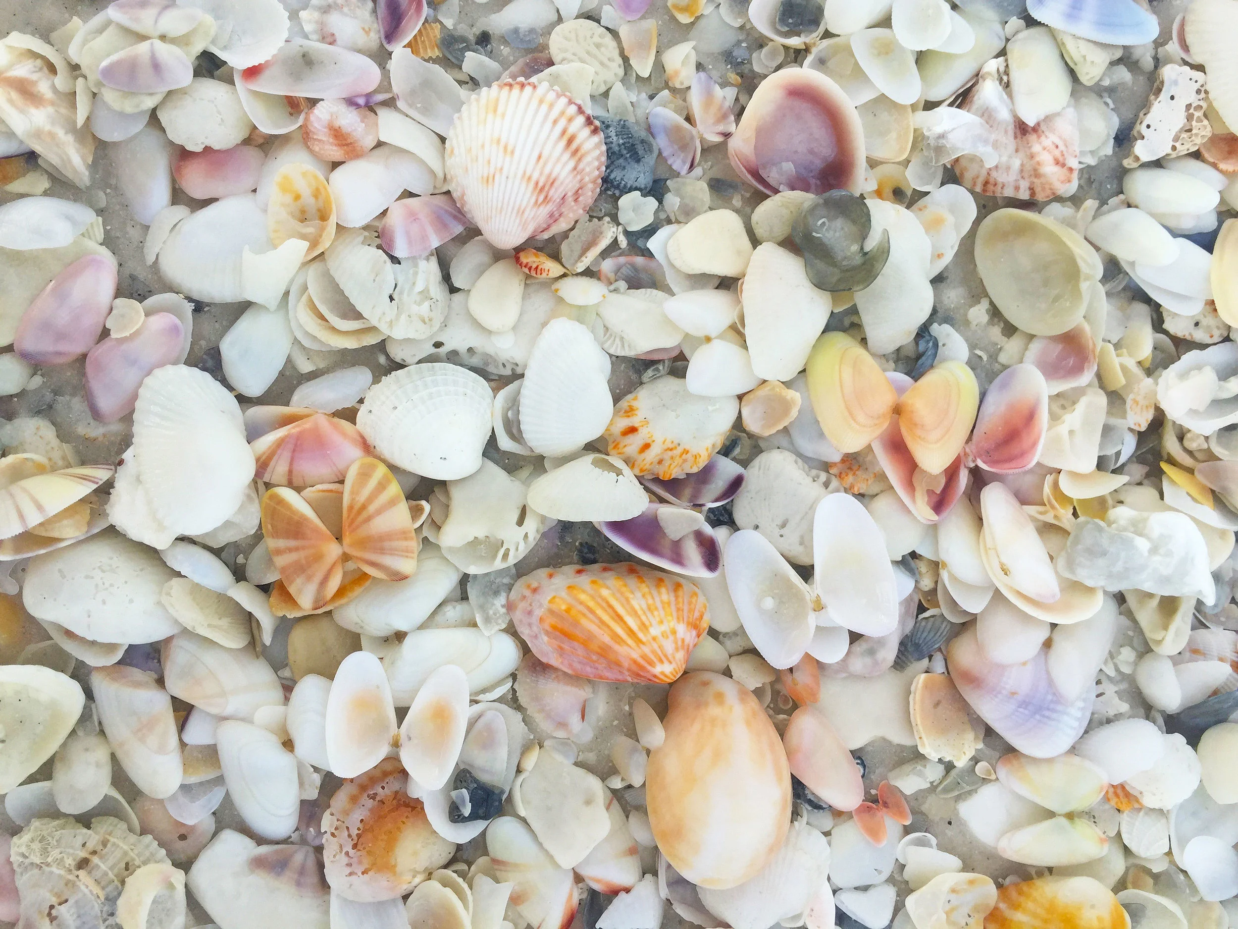 The shelling is great.
