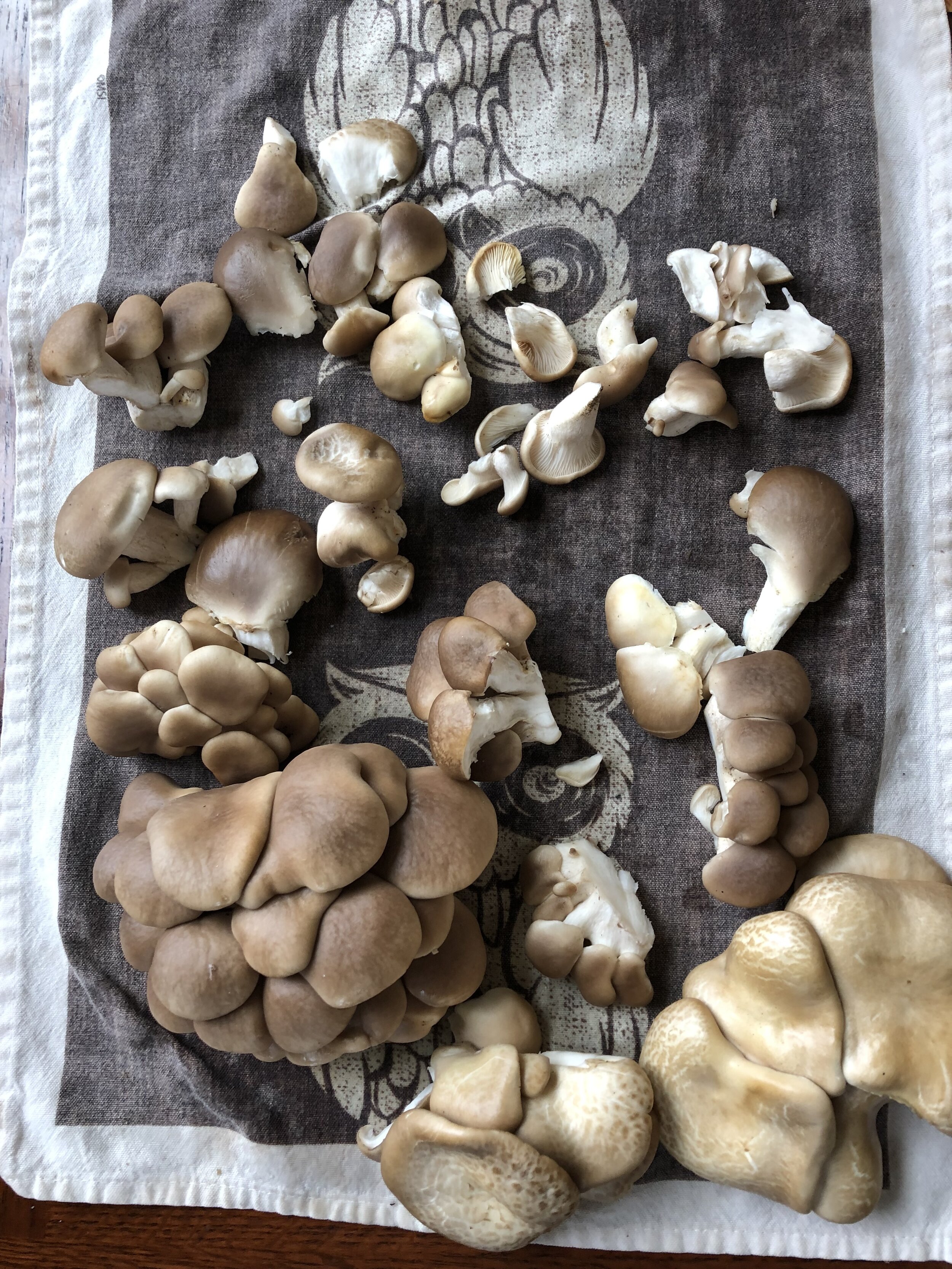 Mushroom Harvest Photo.jpeg