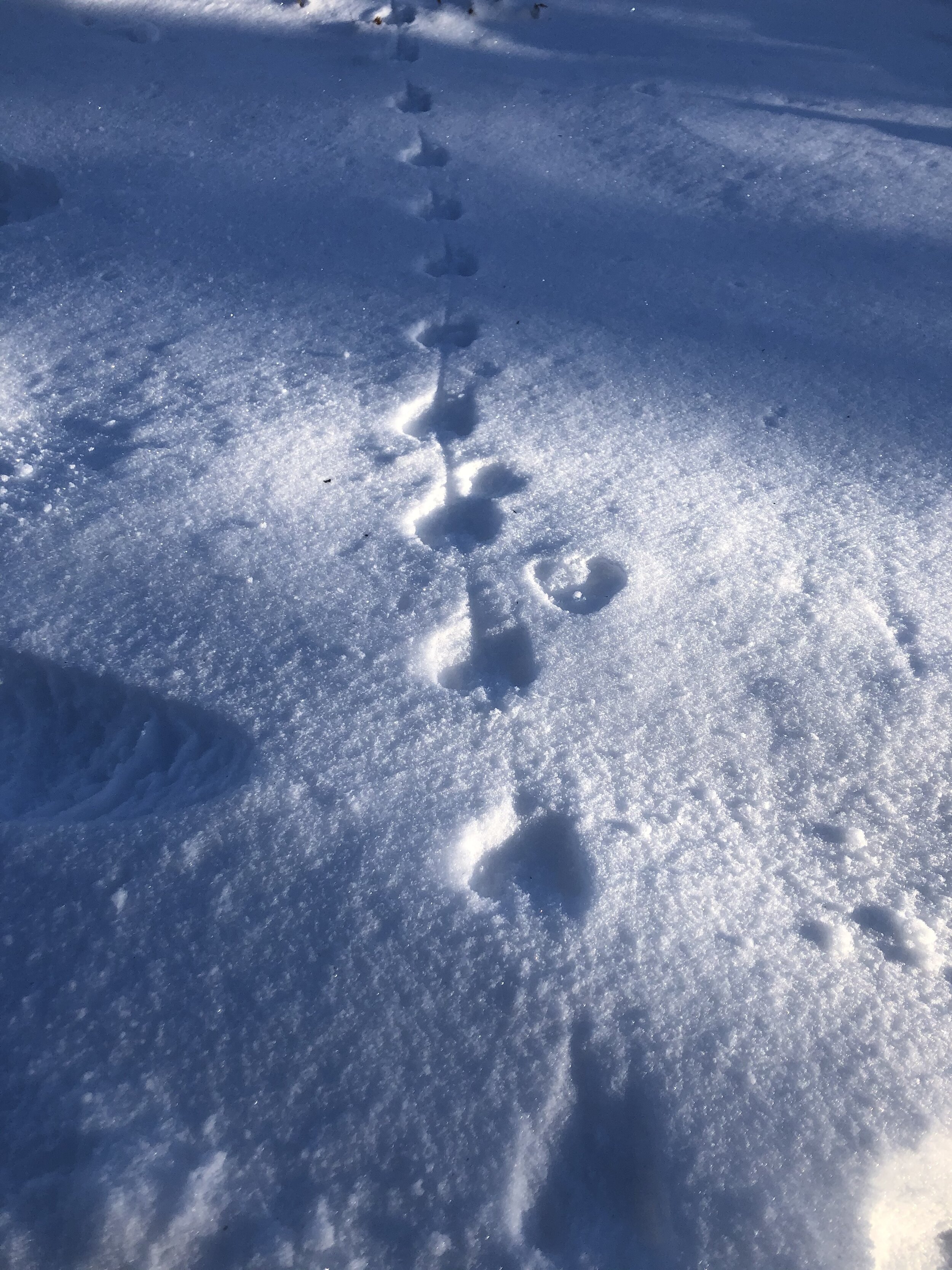 Snow Tracks.jpeg