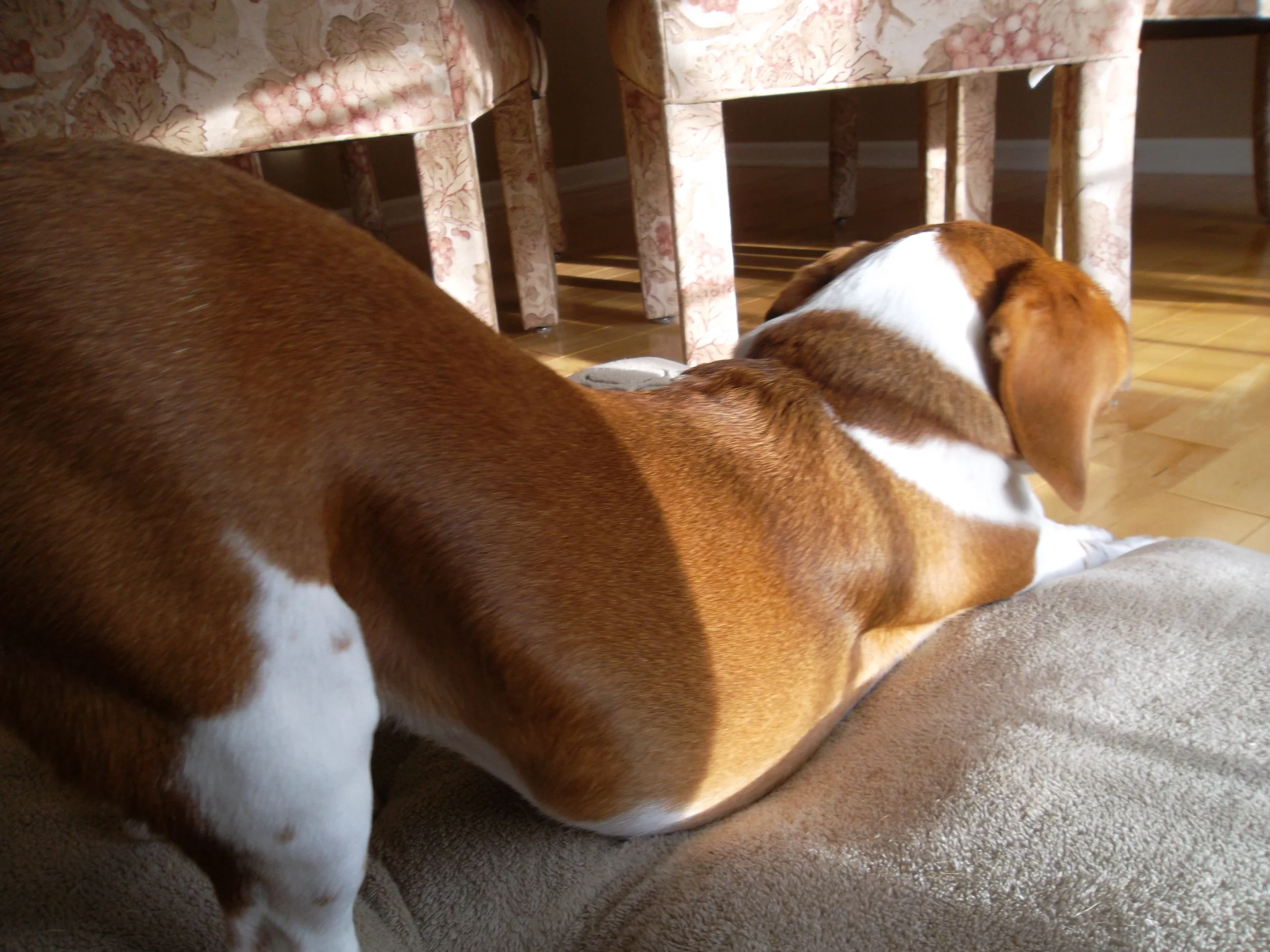 Healthy Lifestyle Habits We Can Learn from Our Pets