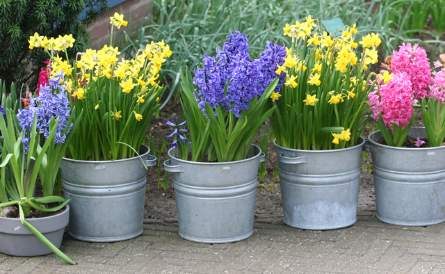 flowers-repotting.png