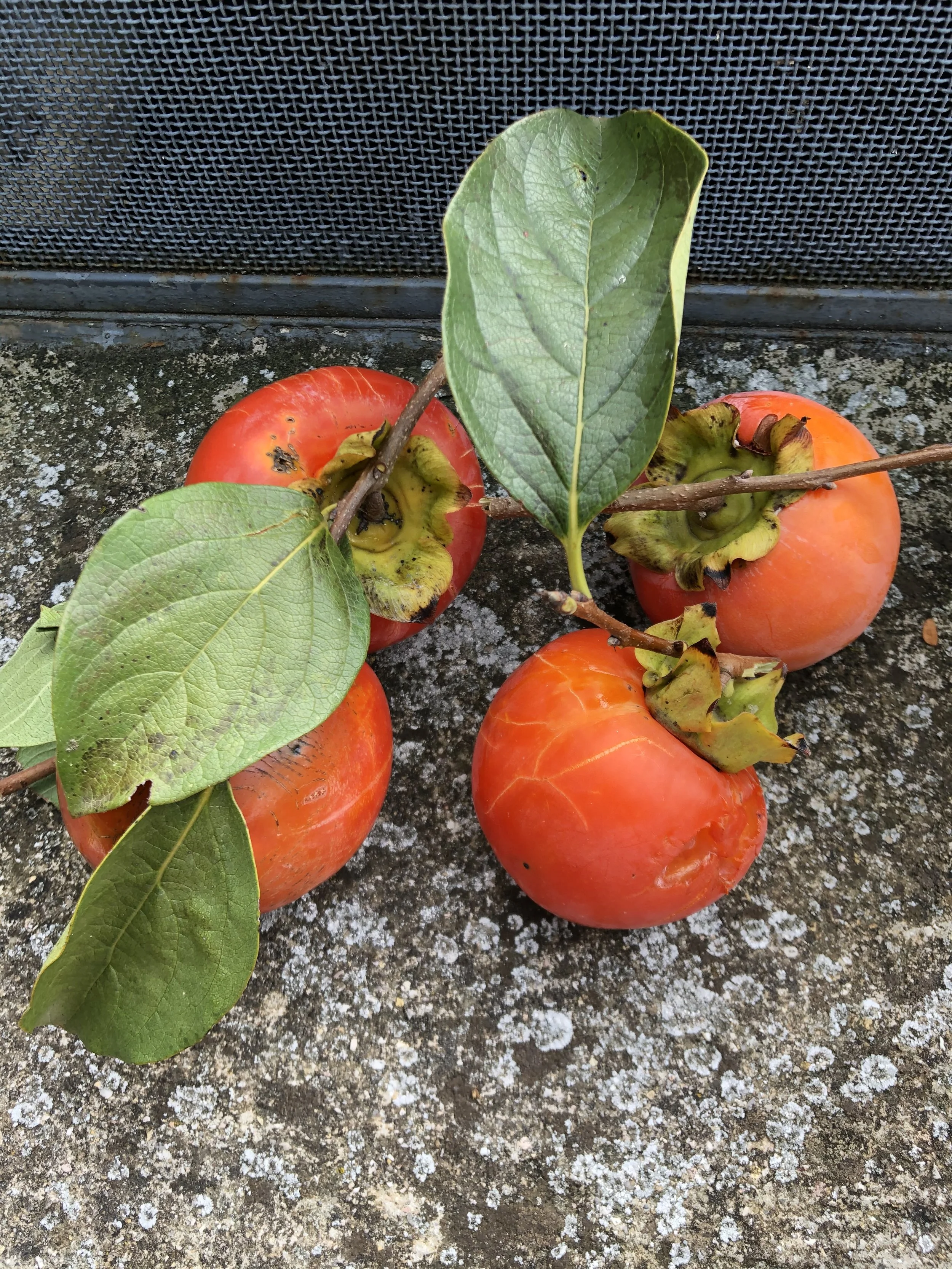 Umbria:cachi al trasimeno.jpeg