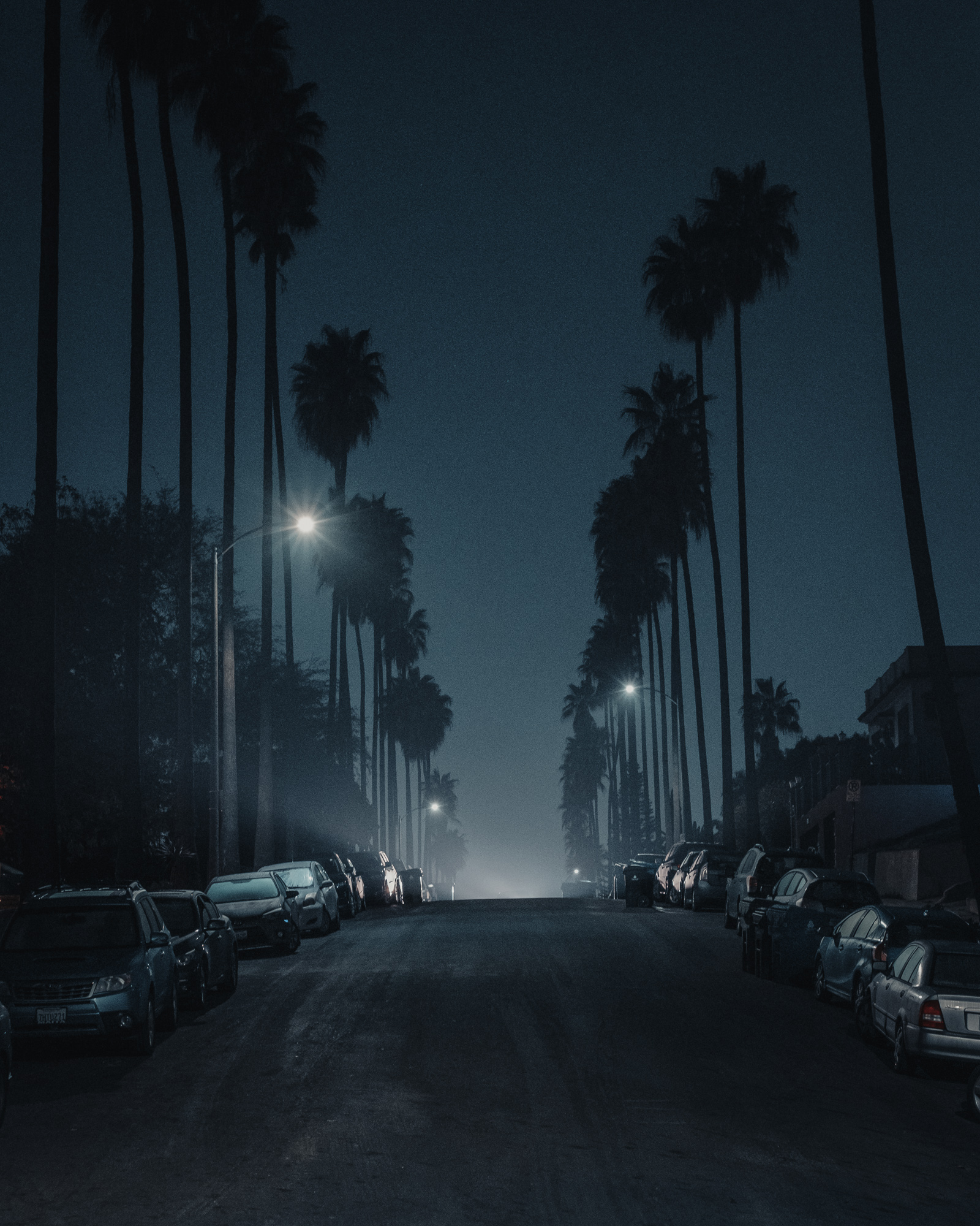 Palms on Lavetta, Los Angeles, 2018