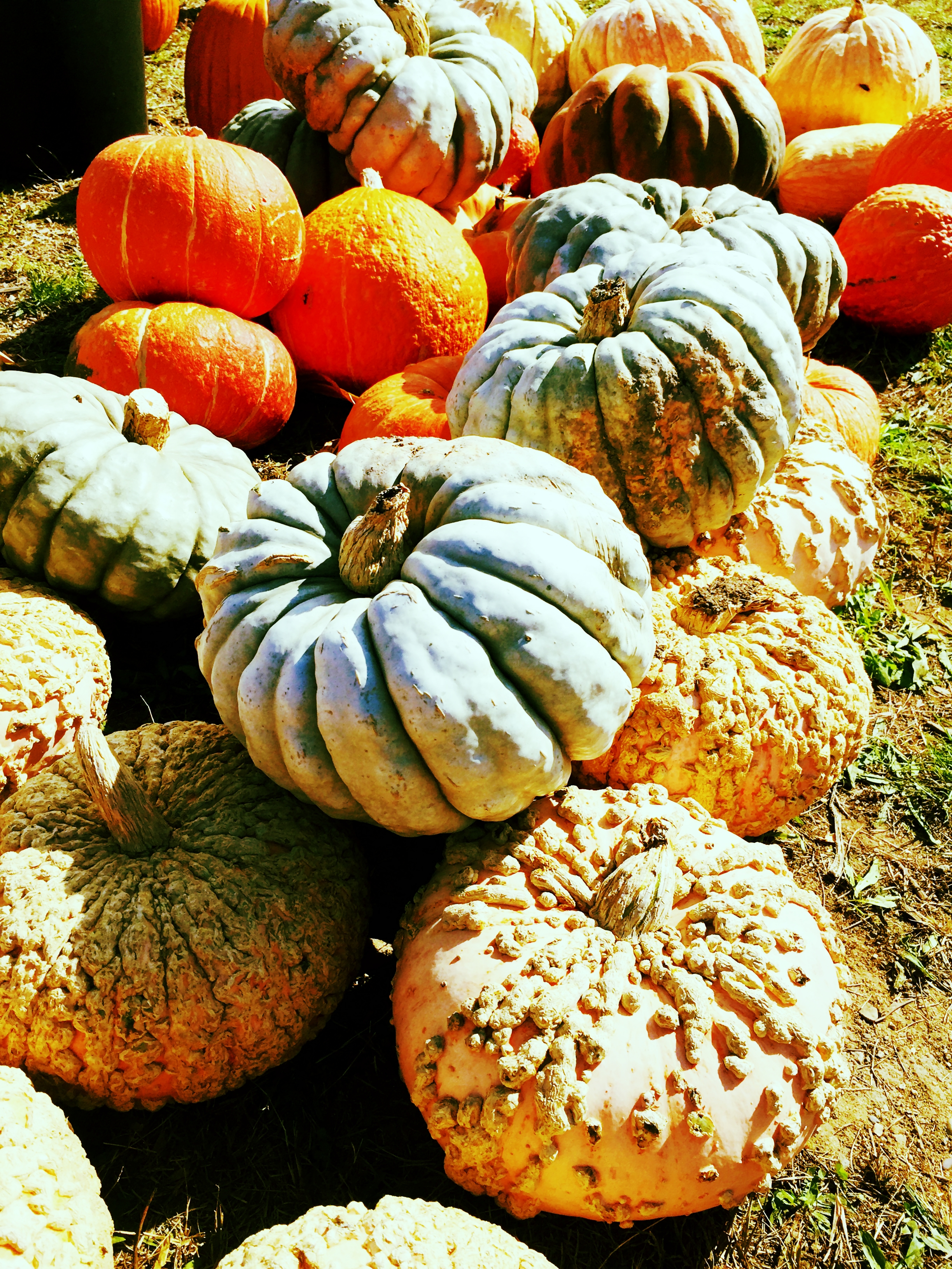 The trendy pumpkins😂