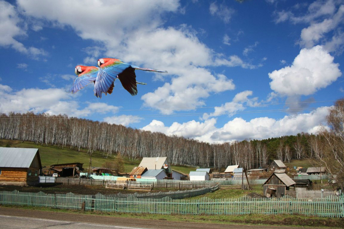 Macaws_flying_over_Siberia.jpg