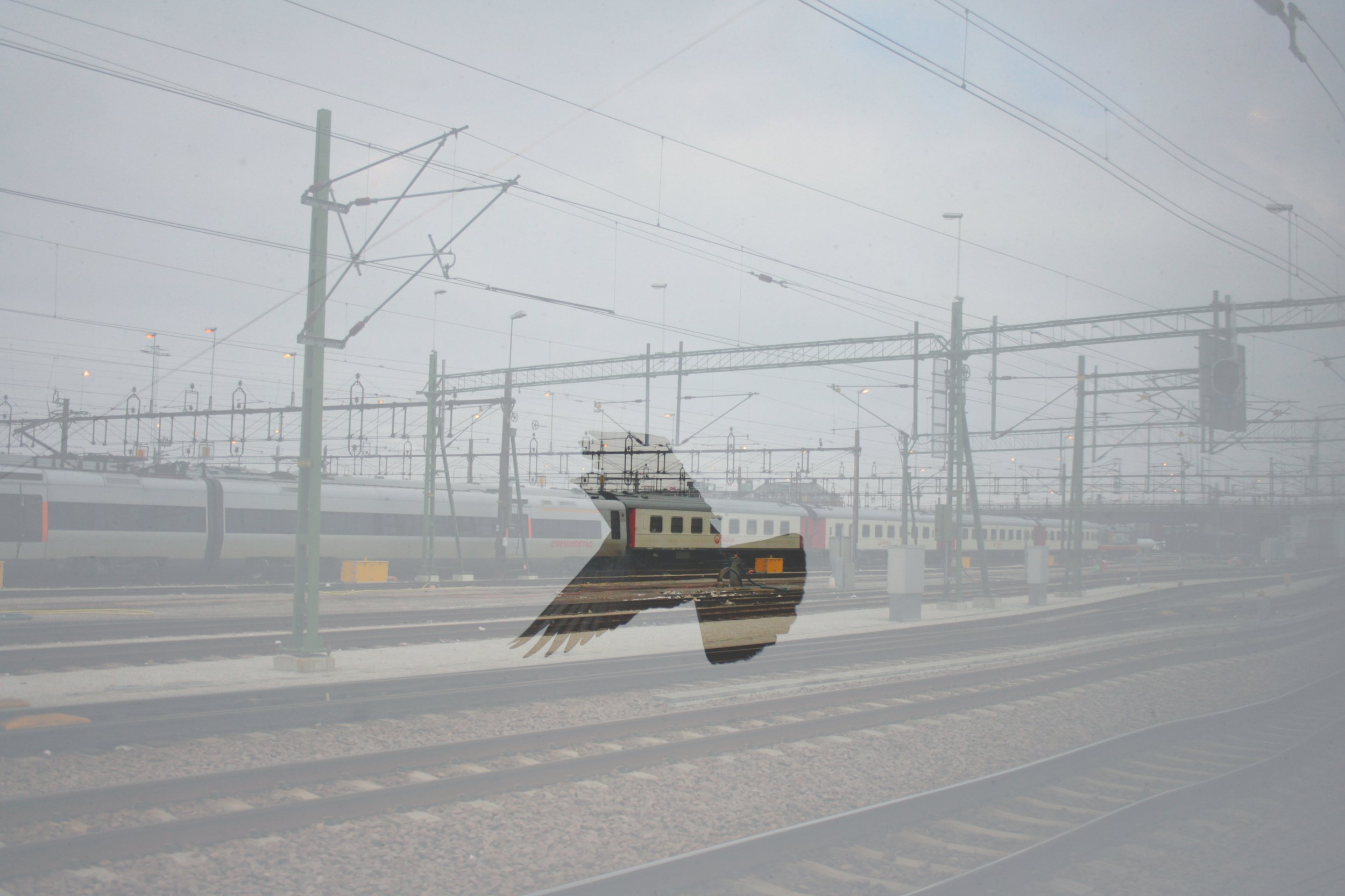 Kirowohrad's pigeon crossing Swedish railroad.jpg