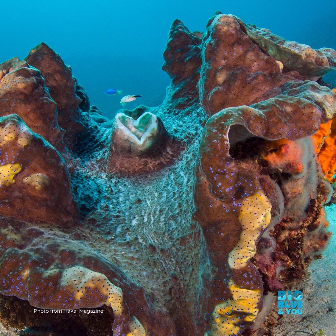 Giant clams live up to their name, they're truly giant. They can reach up to 3 feet and weigh several hundred pounds. Giant clams play a crucial role in coral reef ecosystems by filtering water, providing habitat and shelter for various marine organi