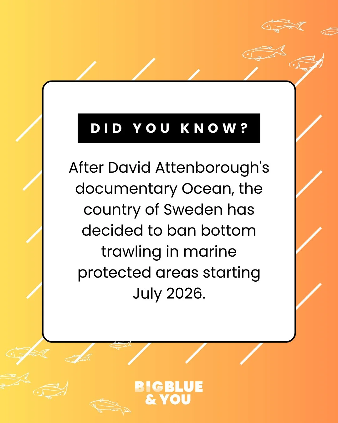 After David Attenborough's documentary Ocean, the country of Sweden has decided to ban bottom trawling in marine protected areas starting July 2026. This fishing method isn't just harmful, it destroys entire areas and this documentary has really laid
