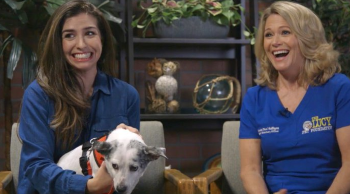 “What’s Your Mutt?”, one of two shows produced by Mashable for Facebook.