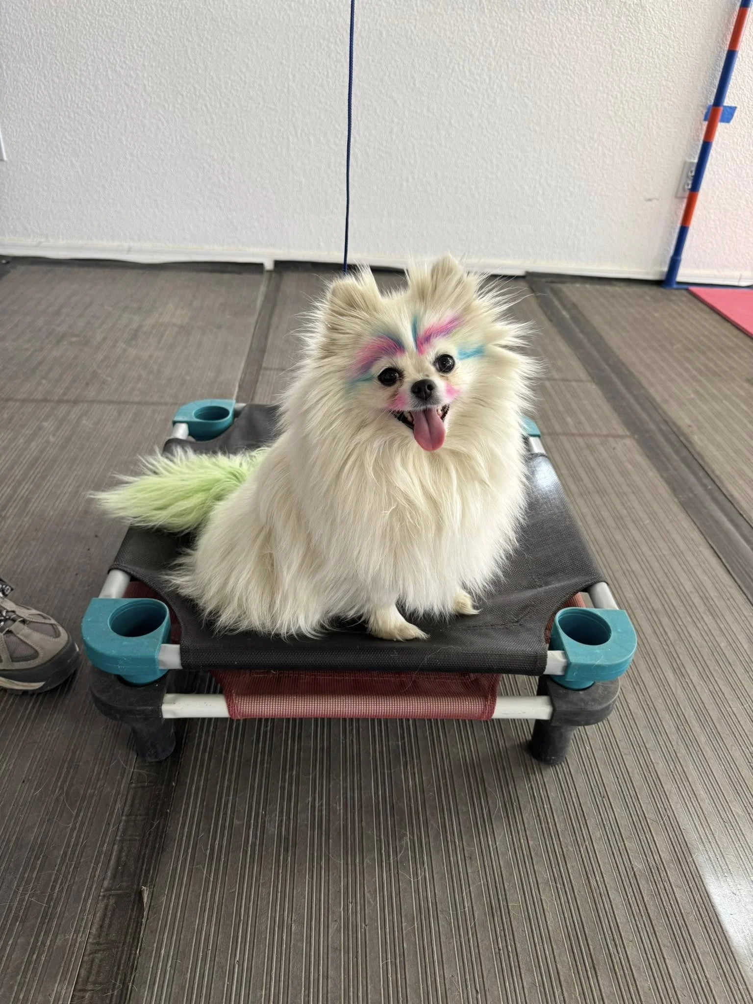 A fluffy white dog with colorful face paint sitting on a grooming table, tongue out and smiling.