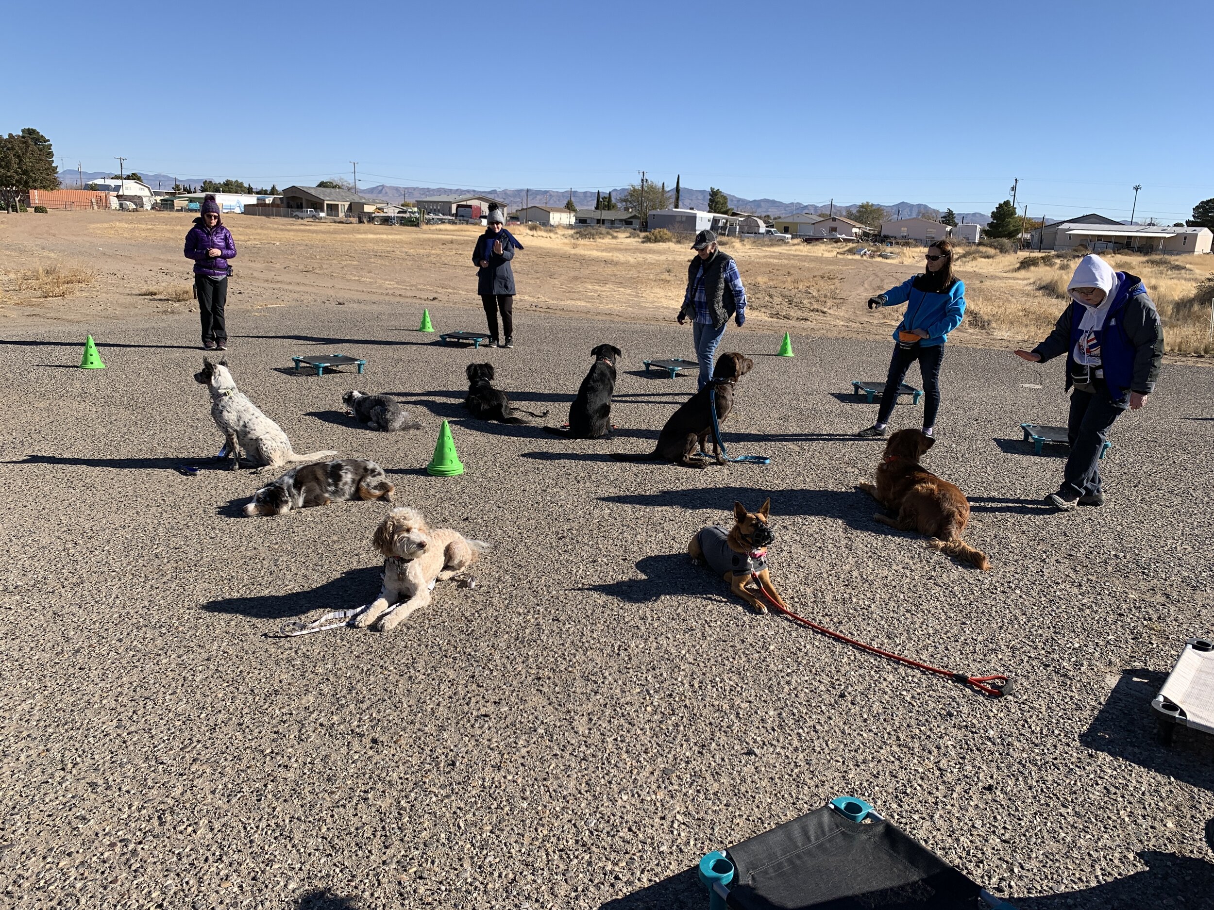 Group Obedience Classes | Pawsitive Connection Dog Training