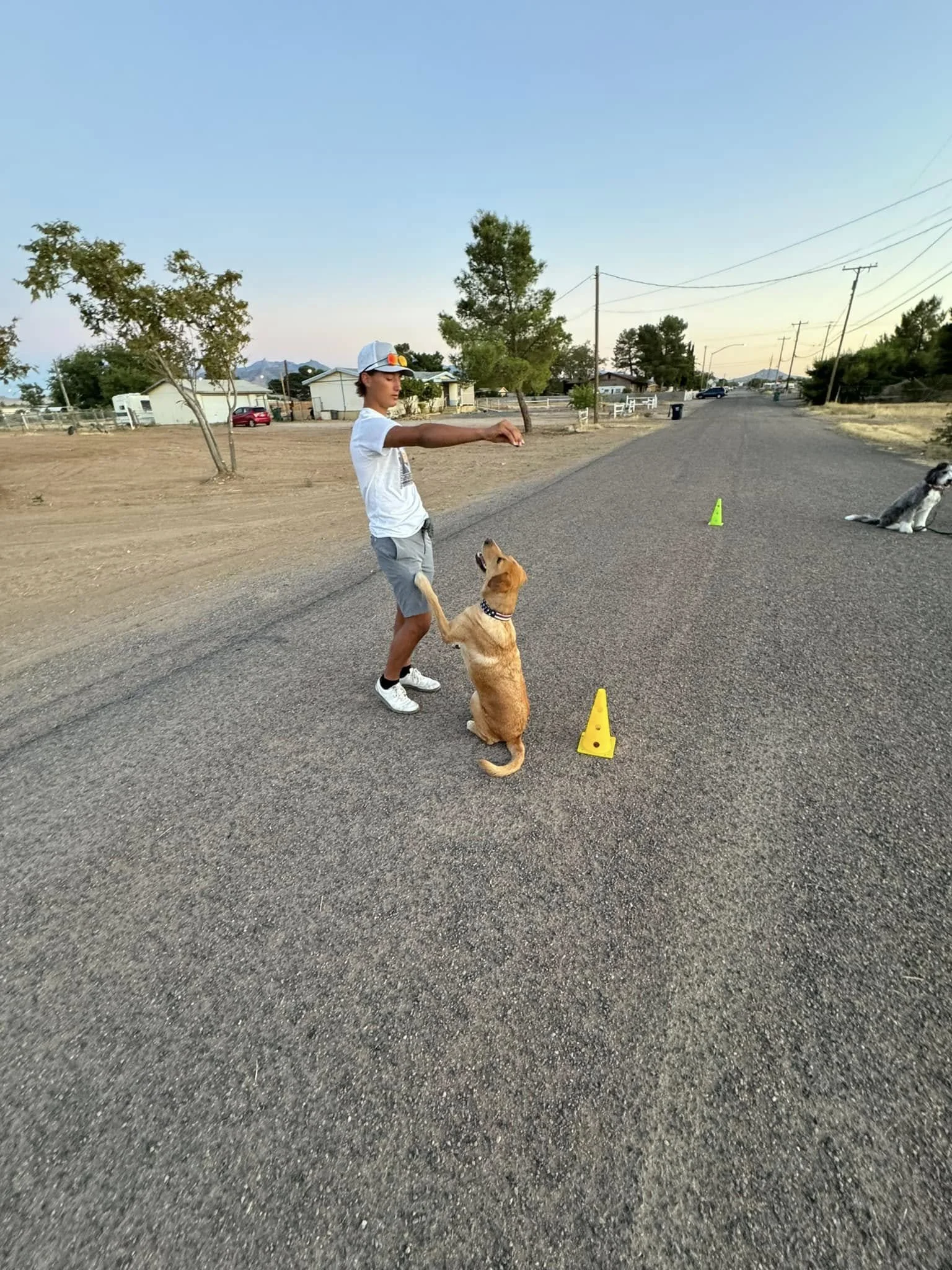 A young person in a white t-shirt, gray shorts, and a baseball cap is training a golden retriever puppy to sit on a paved street, with small cones set up for training. A second dog is sitting further in the background.