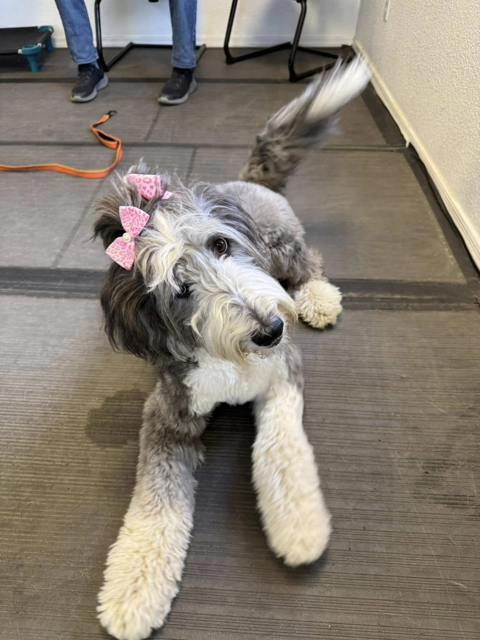 A fluffy gray and white dog with pink bows on its ears, lying on a brown textured floor and looking at the camera. There are chairs and a person's legs in the background.
